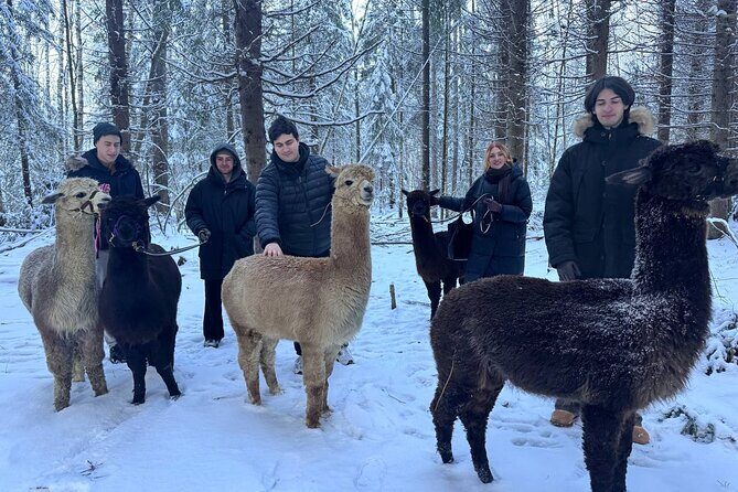 PRIVATE Alpaca Guided Forest Walk + Feeding Helsinki - Reviews and Authentic Insights