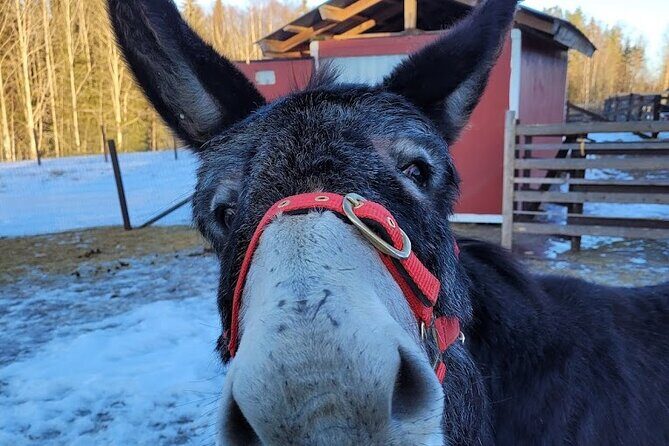 PRIVATE Alpaca Guided Forest Walk + Feeding Helsinki - Who Will Love This Tour