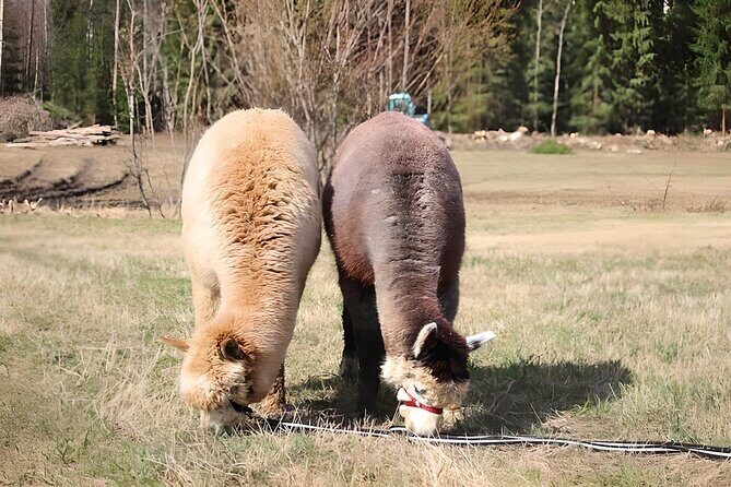 PRIVATE Alpaca Guided Forest Walk + Feeding Helsinki - Final Thoughts