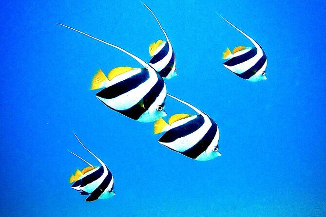 Private and Personalized Scuba Diving Adventures for All Experience Levels - Analyzing the Value