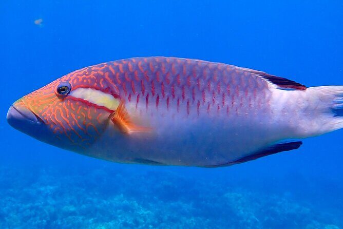 Private and Personalized Scuba Diving Adventures for All Experience Levels - Practical Details