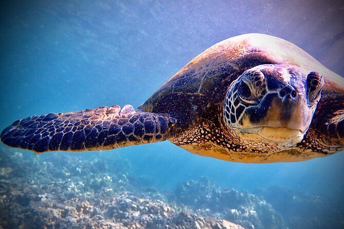 Private and Personalized Scuba Diving Adventures for All Experience Levels - The Sum Up