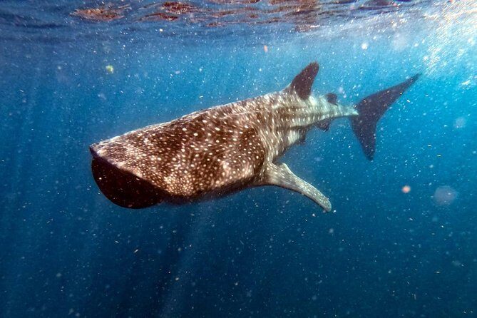 Private and Shared Whale Shark Tour from Tulum - The Itinerary Breakdown