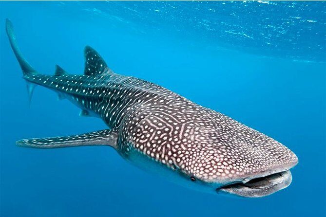 Private and Shared Whale Shark Tour from Tulum - Practical Tips for Booking and Participating