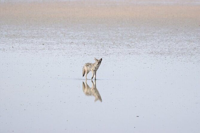 Private Antelope Island State Park Tour - An In-Depth Look at the Antelope Island Private Tour