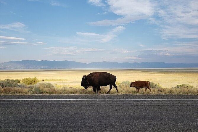 Private Antelope Island State Park Tour - Frequently Asked Questions