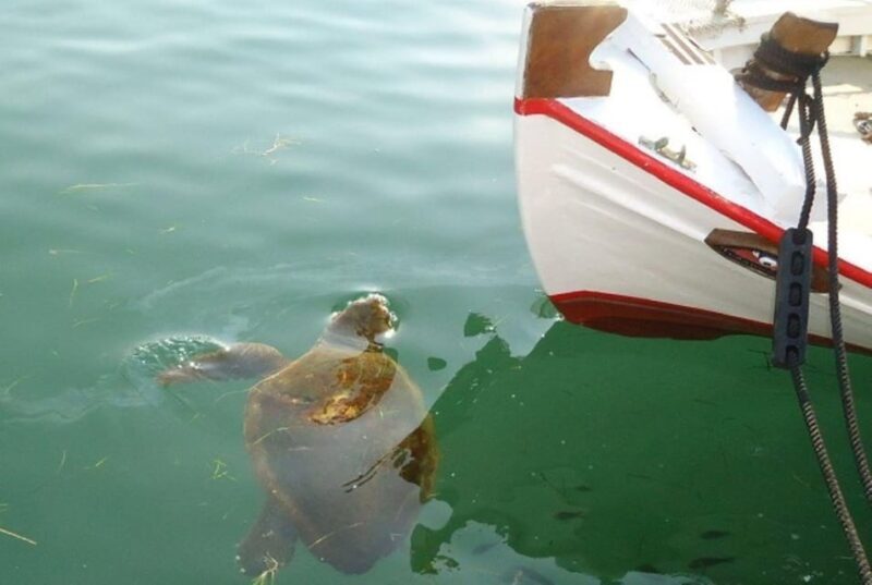 Private Argostoli Walking Experience - A Closer Look at the Argostoli Walking Tour