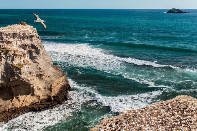 Private Auckland's West Coast - Piha/ Muriwai - Wild West Tour - Transport and Group Size