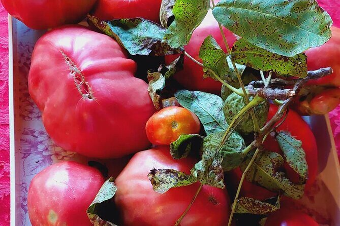 Private Authentic Family Home Local Lunch from Farm From Split - Who Would Love This Tour?