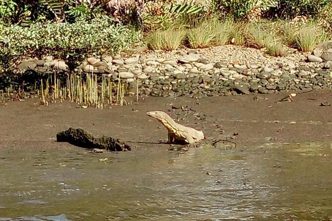 Private Bandar Highlight, Water Village & Proboscis Monkey Tour - Nature and Monkeys: Proboscis Encounter