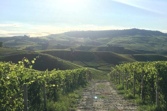 Private Barolo / Barbaresco - Piedmont Wine Tours and Tastings - Key Points
