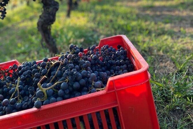 Private Barolo / Barbaresco - Piedmont Wine Tours and Tastings - Final Thoughts