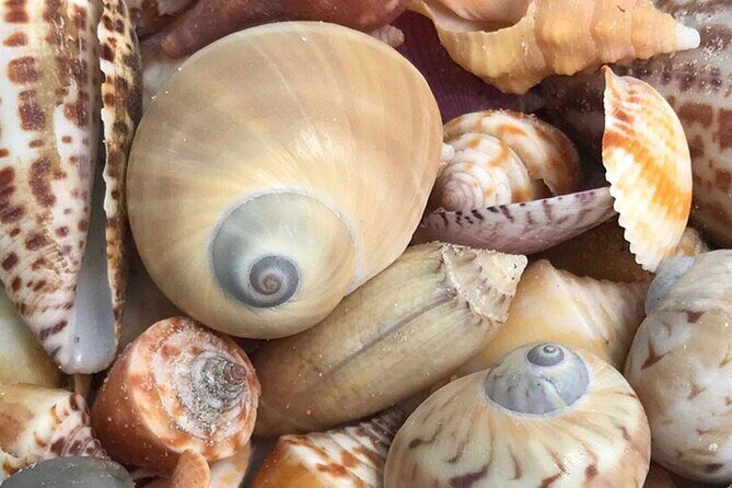 Private Barrier Island Shelling Tour - Who Will Love This Tour?