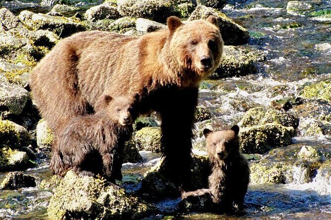 Private Bear Viewing at Waterfall Creek - The Itinerary: What to Expect