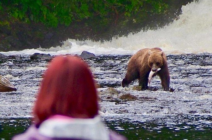 Private Bear Viewing at Waterfall Creek - Price and Value Analysis