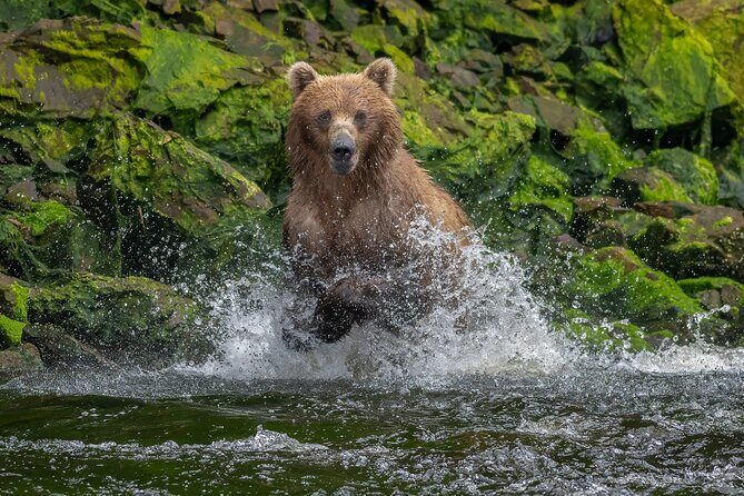Private Bear Viewing By Seaplane - What’s Included and Practical Considerations