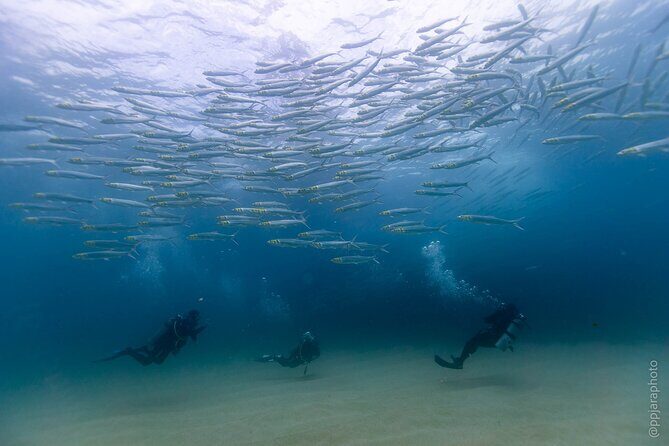 Private Beginner Scuba Diving Experience in Cabo San Lucas - What to Expect on Your Scuba Adventure