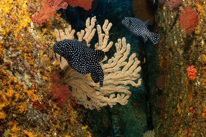 Private Beginner Scuba Diving Experience in Cabo San Lucas - Final Thoughts: Who Is This Tour Best For?