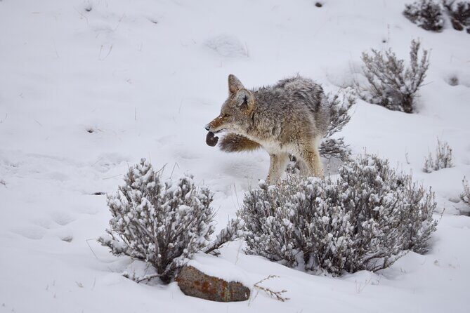 Private, Bespoke Yellowstone Winter Wildlife Photo Safaris - Exploring Yellowstone’s Winter Wonderland