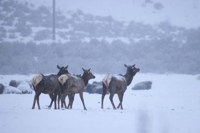 Private, Bespoke Yellowstone Winter Wildlife Photo Safaris - The Experience: What Travelers Can Expect