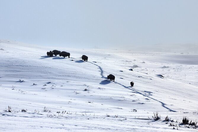 Private, Bespoke Yellowstone Winter Wildlife Photo Safaris - The Pros and Cons