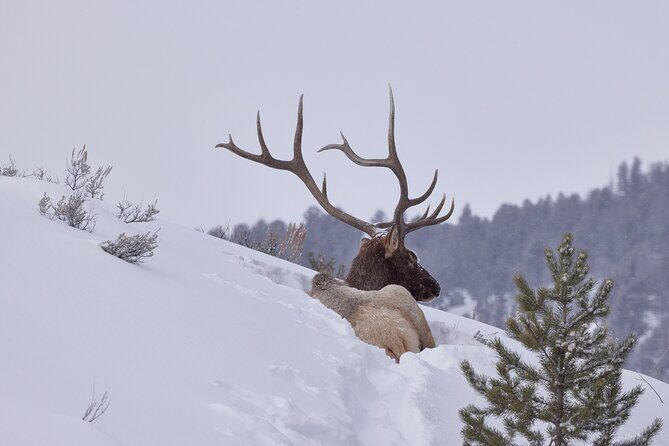 Private, Bespoke Yellowstone Winter Wildlife Photo Safaris - Who Should Book This Tour?