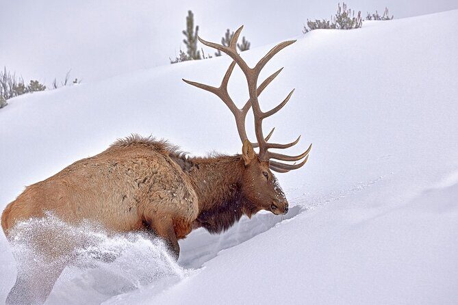 Private, Bespoke Yellowstone Winter Wildlife Photo Safaris - Final Thoughts