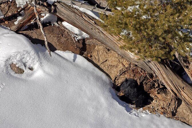 Private, Bespoke Yellowstone Winter Wildlife Photo Safaris - FAQ