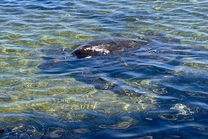 Private Big Island: History & Local Market Tour (Up to 12) - Final Thoughts: Is It Worth the Price?