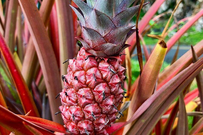 Private Big Island: History & Local Shopping Tour - Final Thoughts