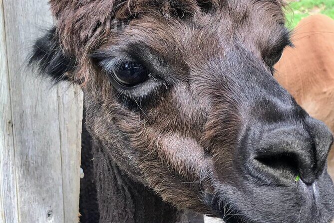 Private bike tour: Hidden gems around Amsterdam and surroundings - FAQ