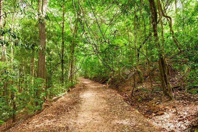 Private Bird watching and Nature trekking in Udawatta Kele Sanctuary - Exploring Udawatta Kele Sanctuary: A Hidden Gem for Nature Lovers