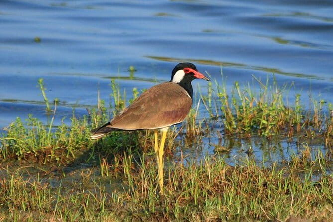 Private Bird watching and Nature trekking in Udawatta Kele Sanctuary - Who Will Love This Tour?