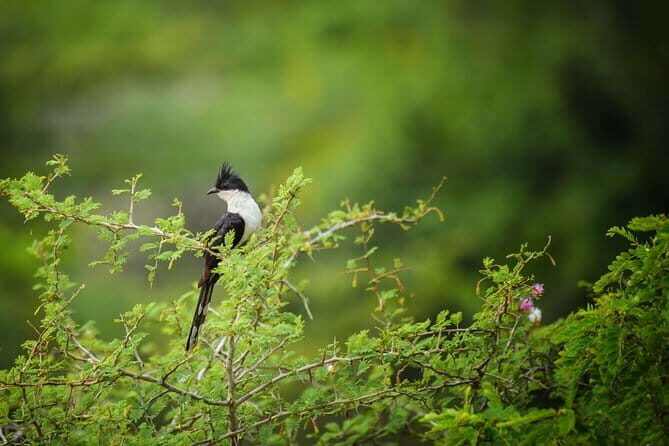 Private Bird watching and Nature trekking in Udawatta Kele Sanctuary - Final Thoughts