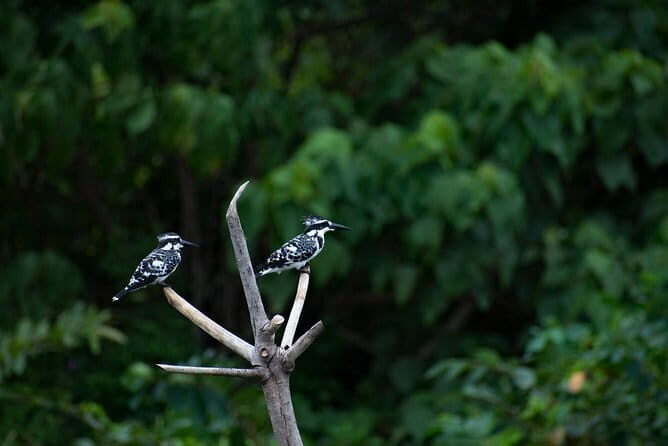 Private Bird watching and Nature trekking in Udawatta Kele Sanctuary - FAQ