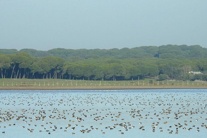 Private Birding & Photography Day Trip to Doñana - An In-Depth Look at the Experience