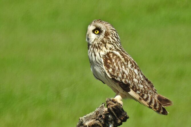 Private Birding & Photography Day Trip to Doñana - FAQ