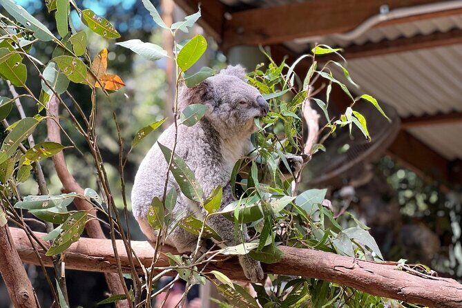 Private Blue Mountains Day Trip VIP from Sydney luxury Mercedes - The Itinerary in Detail: What You’ll Experience