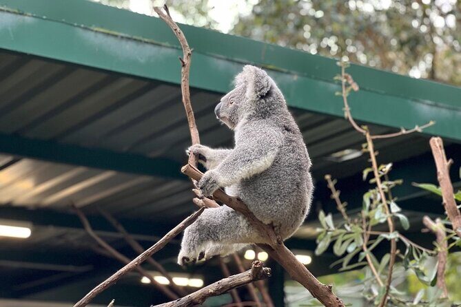 Private Blue Mountains Day Trip VIP from Sydney luxury Mercedes - FAQs