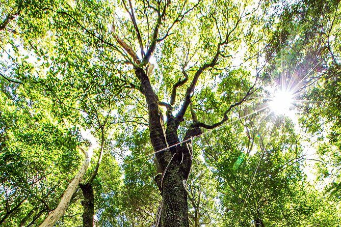 Private Blue Mountains Escape The Crowds Mercedes Tour - Practical Details for Travelers