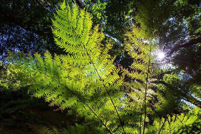 Private Blue Mountains Escape The Crowds Mercedes Tour - The Sum Up