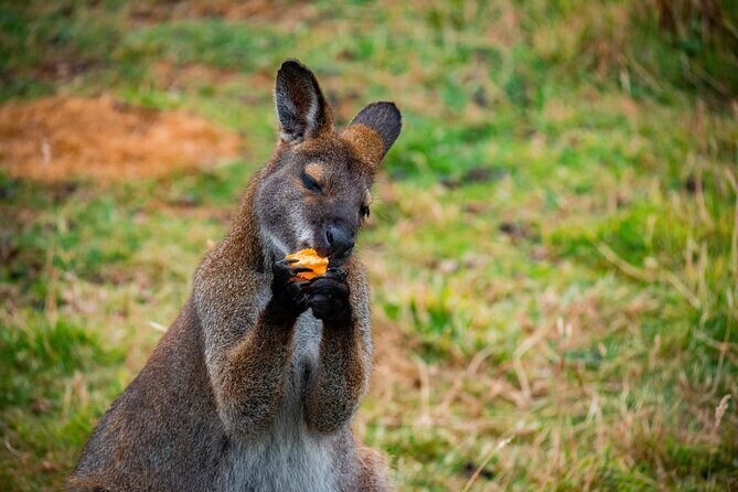 PRIVATE Blue Mountains Scenic World Australian Wildlife & Cruise - An In-Depth Look at the Private Blue Mountains Tour