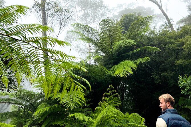 Private Blue Mountains Tour | Waterfalls, Koalas & Views - Final Thoughts