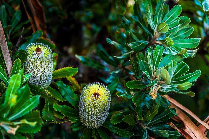 PRIVATE Blue Mountains Wilderness & Wildlife Late Start Tour - FAQs