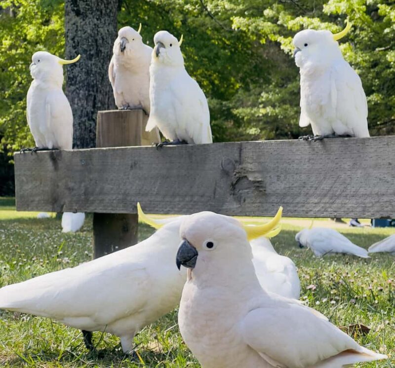 Private BlueMountains, ScenicWorld & AustralianWildlife Tour - Frequently Asked Questions