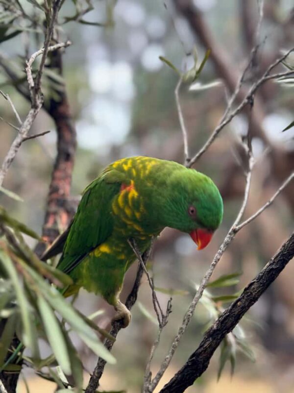 Private BlueMountains, ScenicWorld & AustralianWildlife Tour - Source