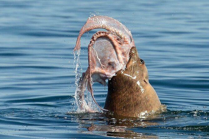 Private Boat Charter Explore Southern Gulf Islands Tour - The Cost and Value