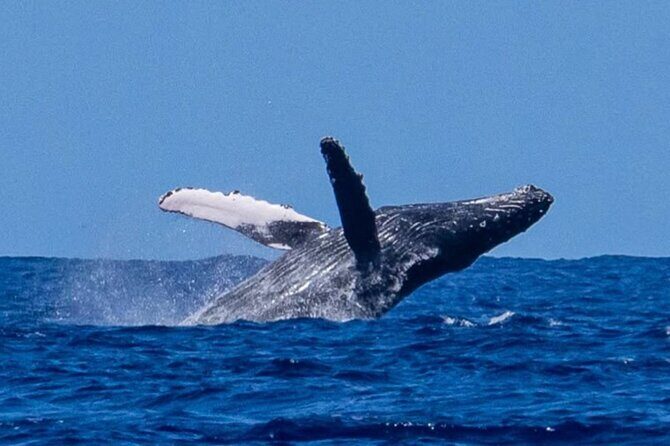 Private Boat Charter North Shore Oahu - Practical Details and Considerations