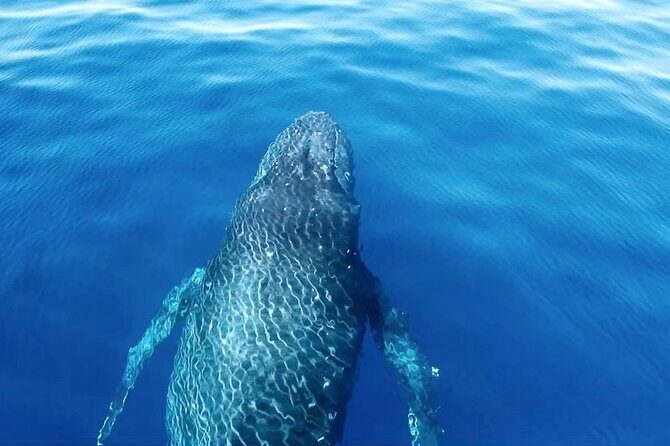 Private Boat Charter North Shore Oahu - The Sum Up