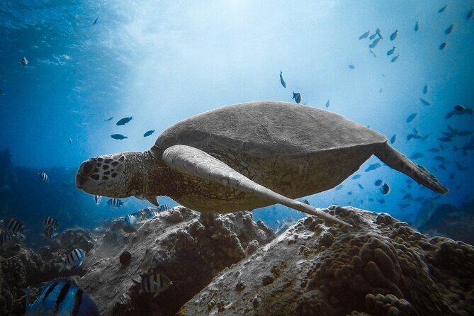 Private Boat Cruise of Waikiki! Snorkel, Sightseeing, Sea Life! - Why Choose This Tour?